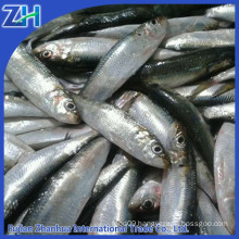 frozen sardine for tuna bait fresh sardine sardine fish scientific name